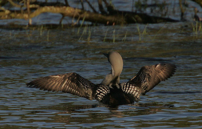 Чернозобая гагара / Птицы Южных Курил